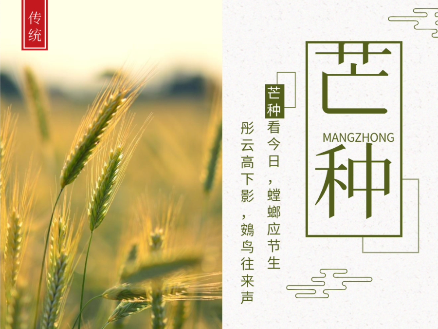 今日芒種，忙有所獲，不負耕耘！